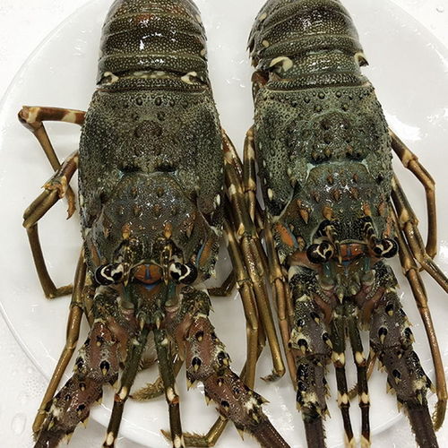 進(jìn)口小青龍蝦生凍大龍蝦鮮活海鮮水產(chǎn)冷凍野生深海刺身級小青龍蝦