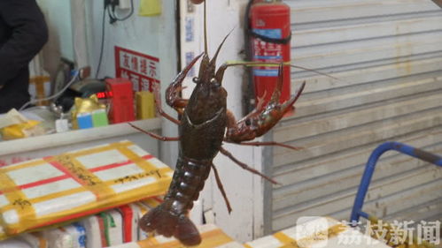 報告 2000斤湖北龍蝦已到達(dá)南京 吃貨們準(zhǔn)備好了嗎